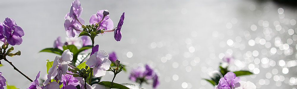 pretty wild flowers photo taken by Dr. Ravi
